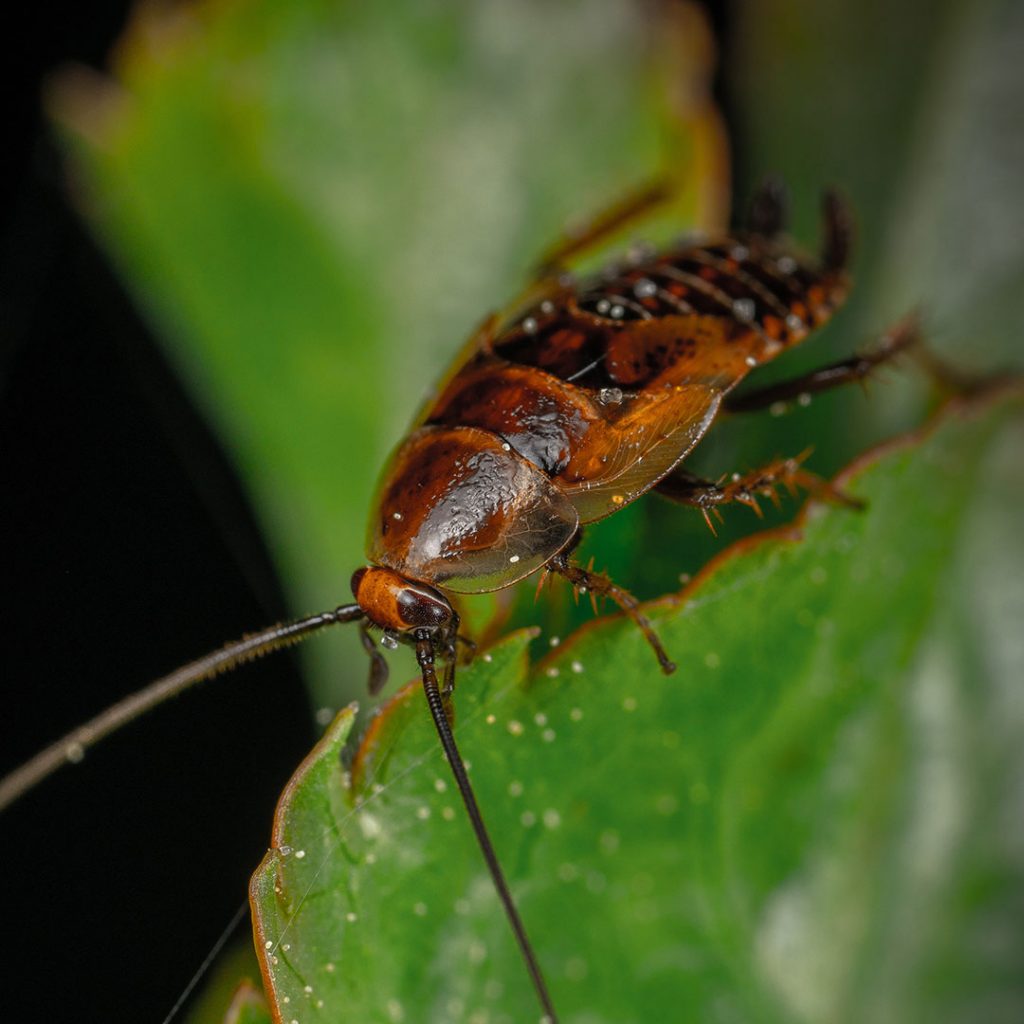 insects-flies-wasps-cockroaches-control-pest-management-02-1024x1024