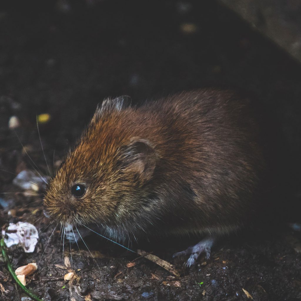 rodents-mice-rats-control-pest-management-01-1024x1024