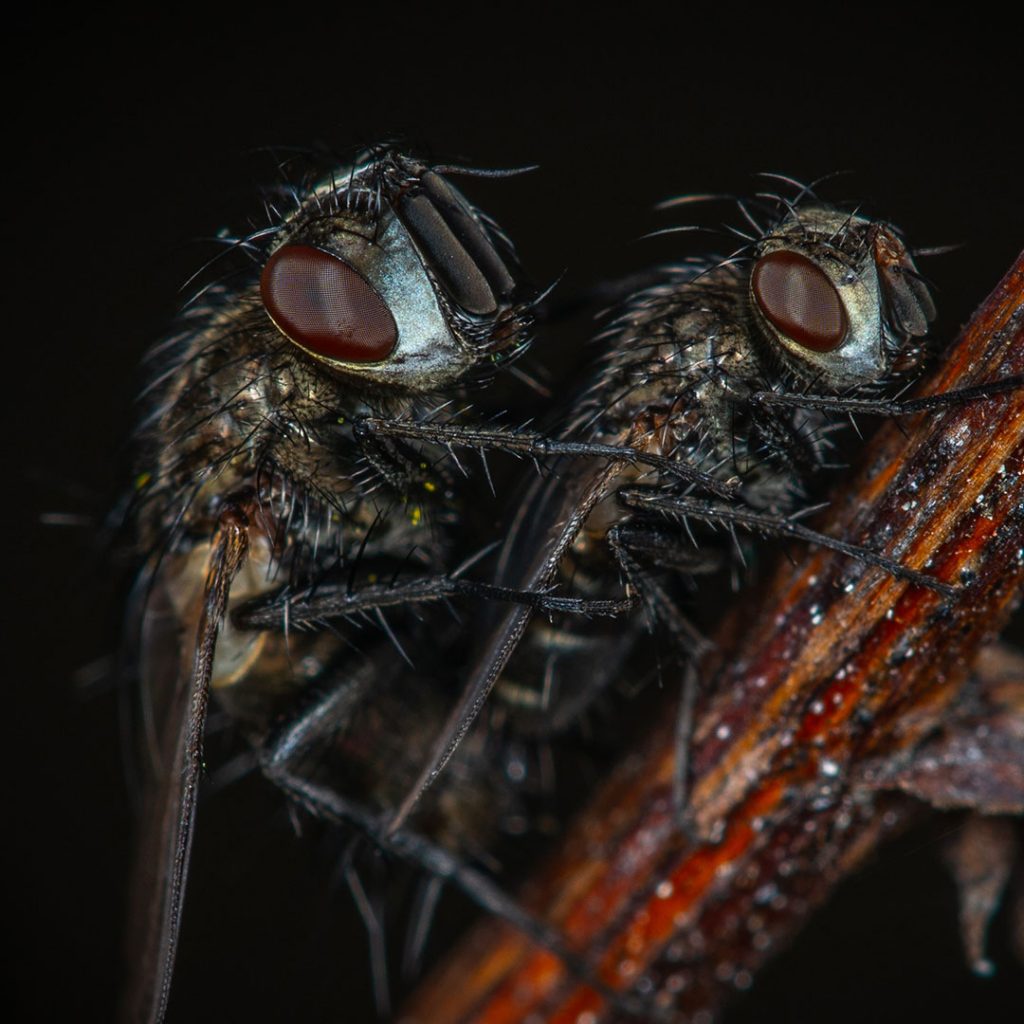 insects-flies-wasps-cockroaches-control-pest-management-01-1024x1024