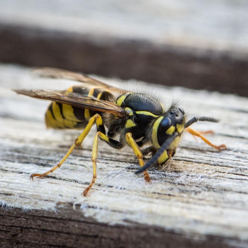 paper wasp collecting wood fiber